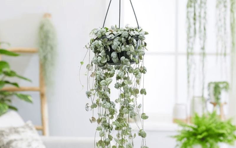 String of Hearts