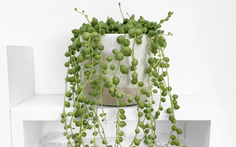 String of Pearls