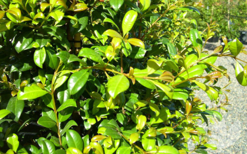 Syzygium australe 'Aussie Southern'