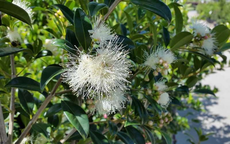 Syzygium australe 'Select Form'