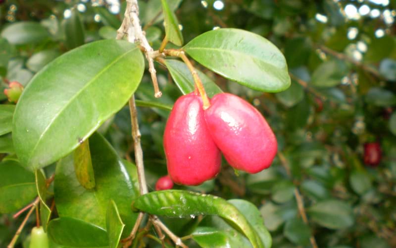 Syzygium australe