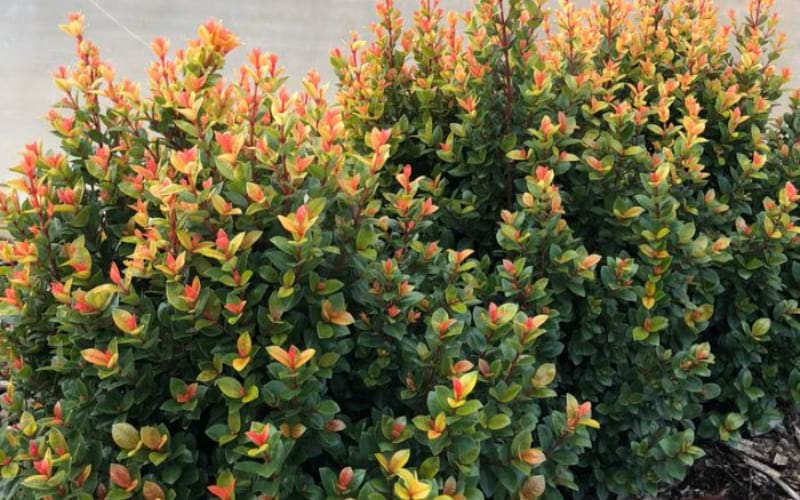 Syzygium luehmannii 'Sunset Delight'