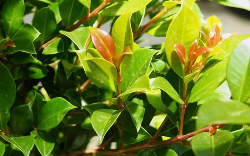Syzygium paniculatum ‘Backyard Bliss’