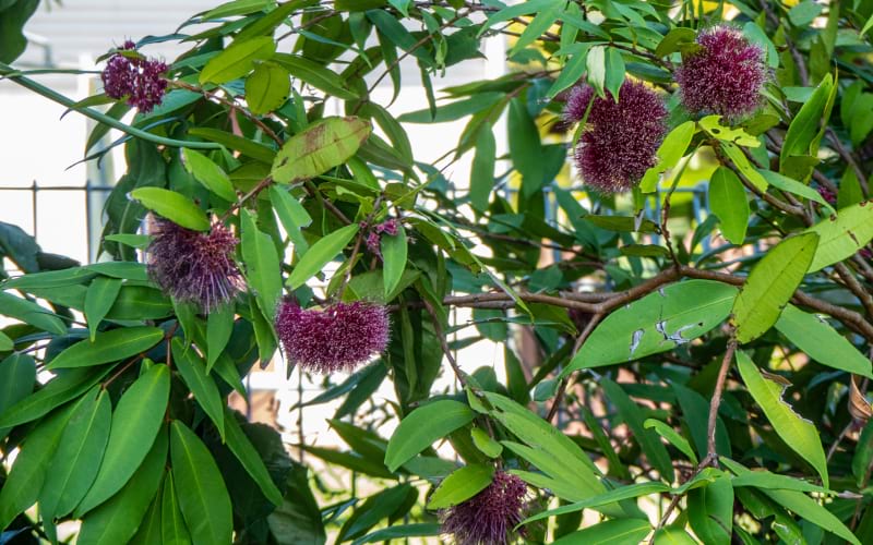 Syzygium wilsonii