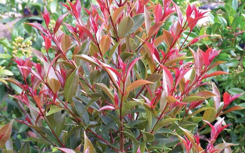 Syzygium Winter Lights