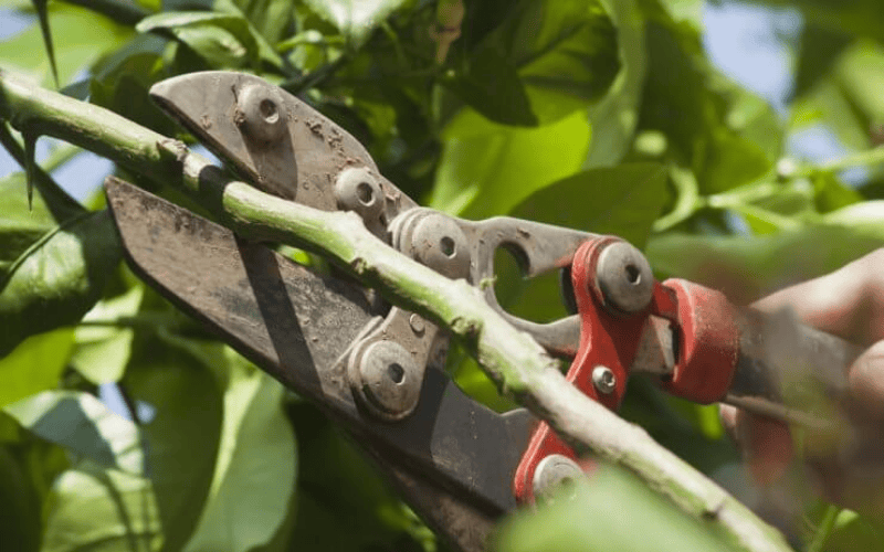 Taking Lemon Tree Cutting