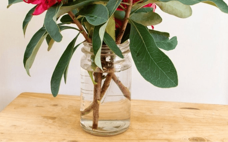 Waratah Cuttings