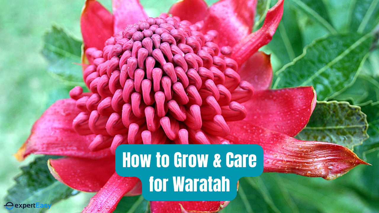 How to Grow and Care for Waratah