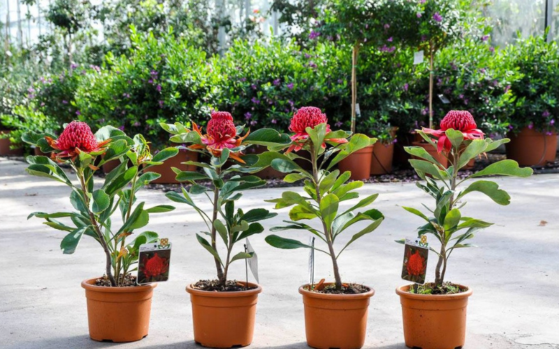Waratah Pot Planting