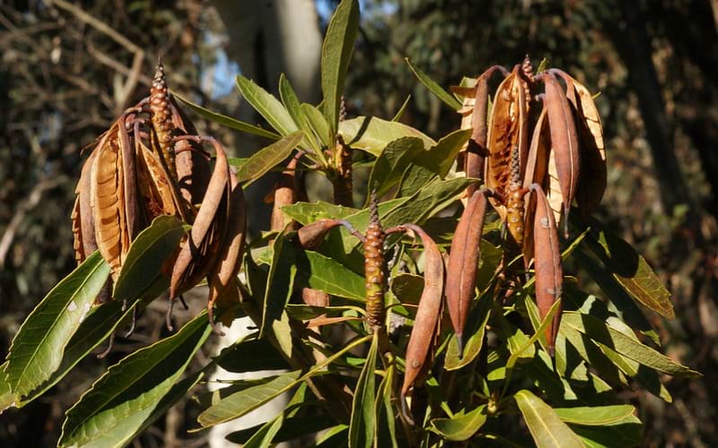 Waratah Seed Pods