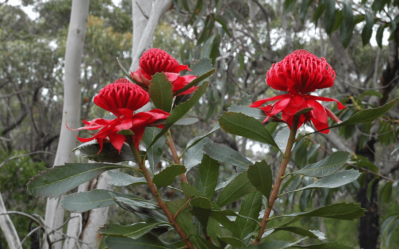 Waratah Flower