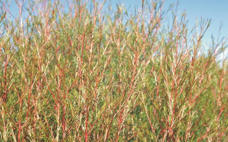 Waxflower Alternaria Disease