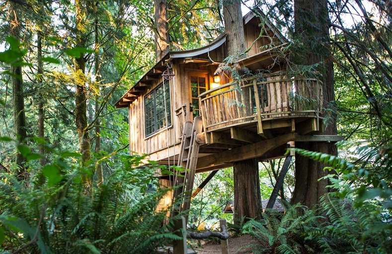 Choosing a Tree for Your Tree House
