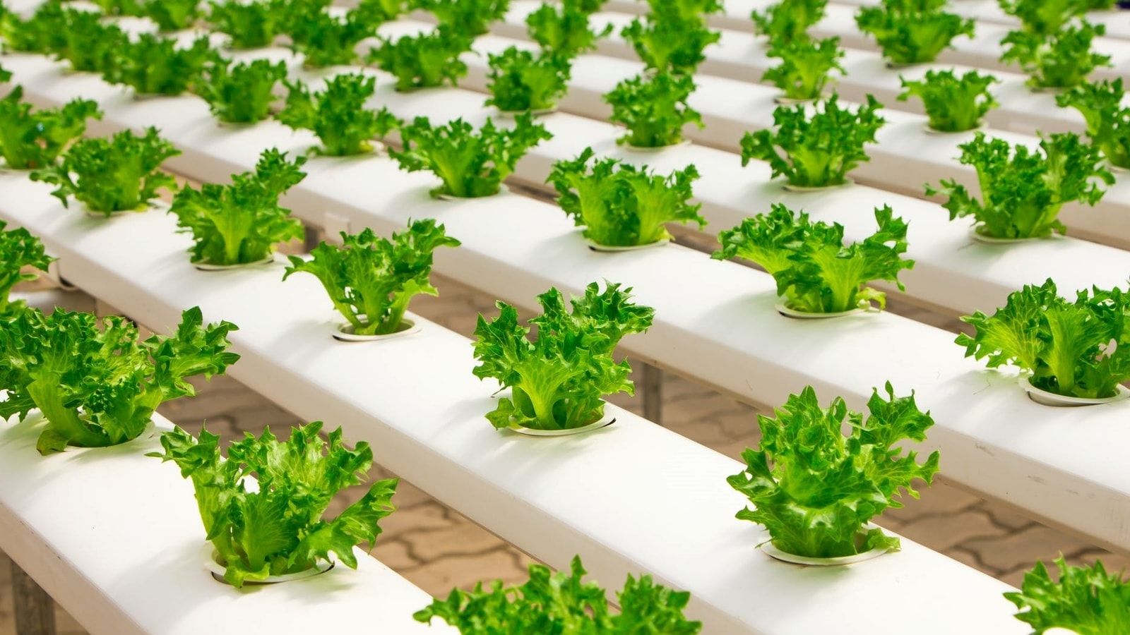 A Beginner’s Guide to Hydroponic Gardening: Here’s All You Need to Know About This Global Trend