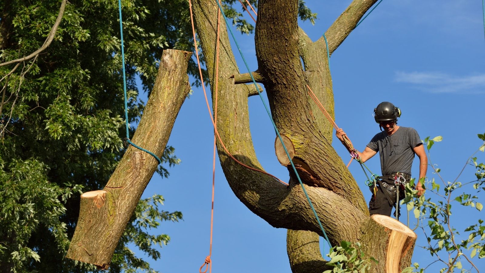 7 Signs You Need Professional Tree Work Done