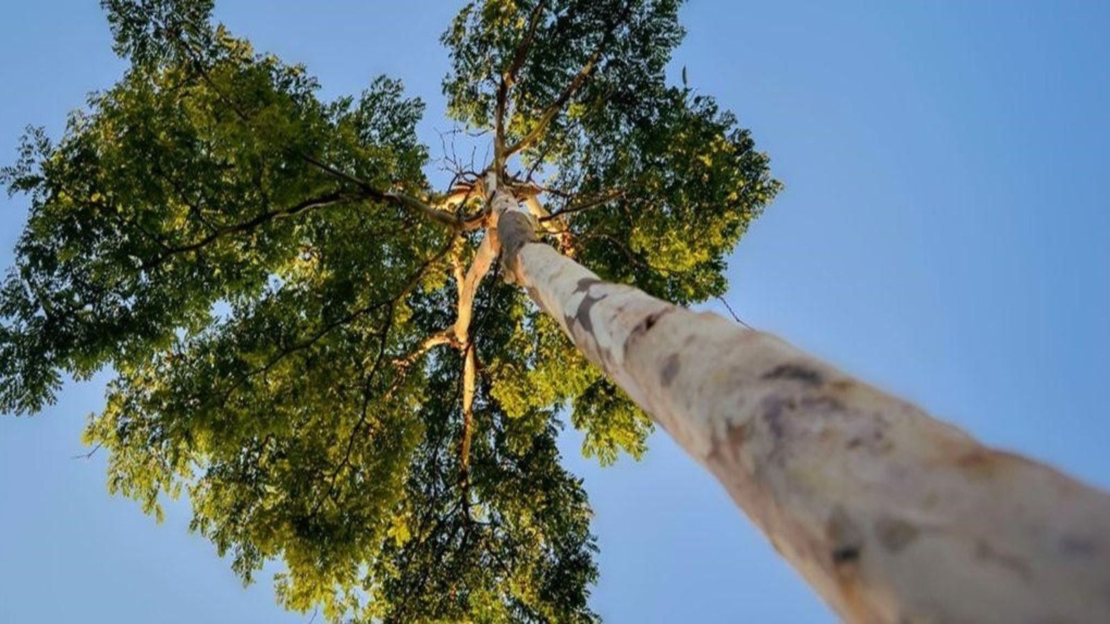 What Is The Average Cost Of Tree Trimming 