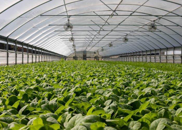 Top 6 Mistakes To Avoid When Building Greenhouses