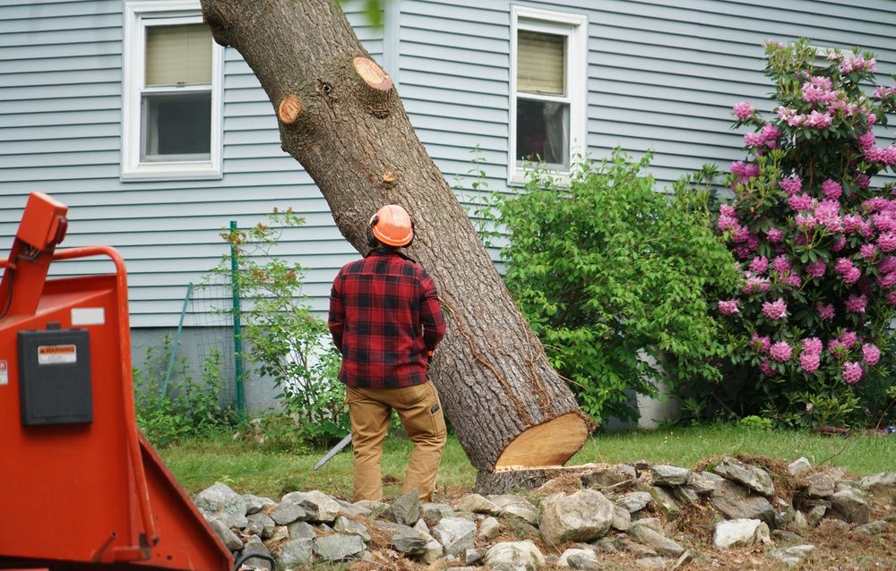 Tree Removal vs. Tree Pruning: Which is Best?