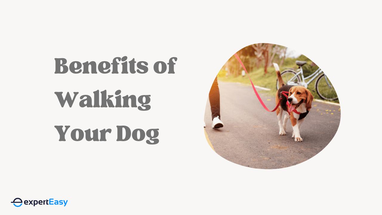 Walking With a Dog: How It Improves Your Physical Fitness