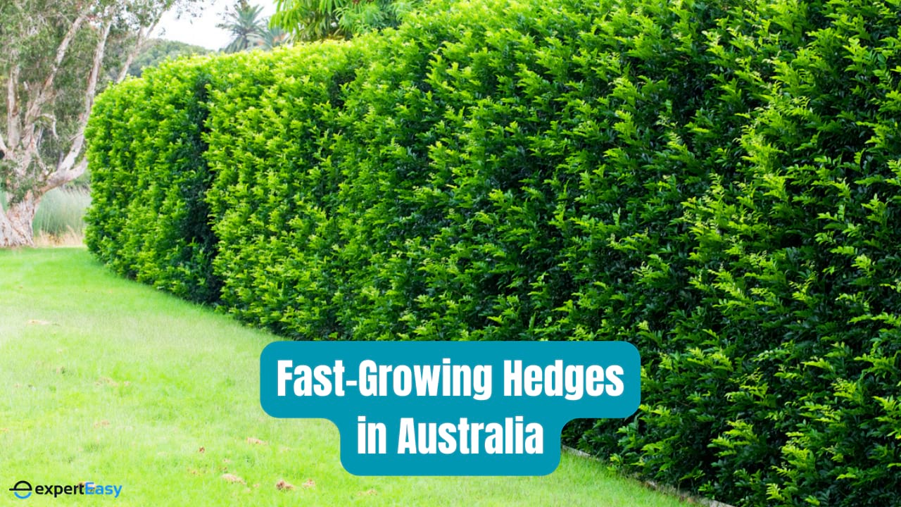 Top 8 FastGrowing Hedges in Australia