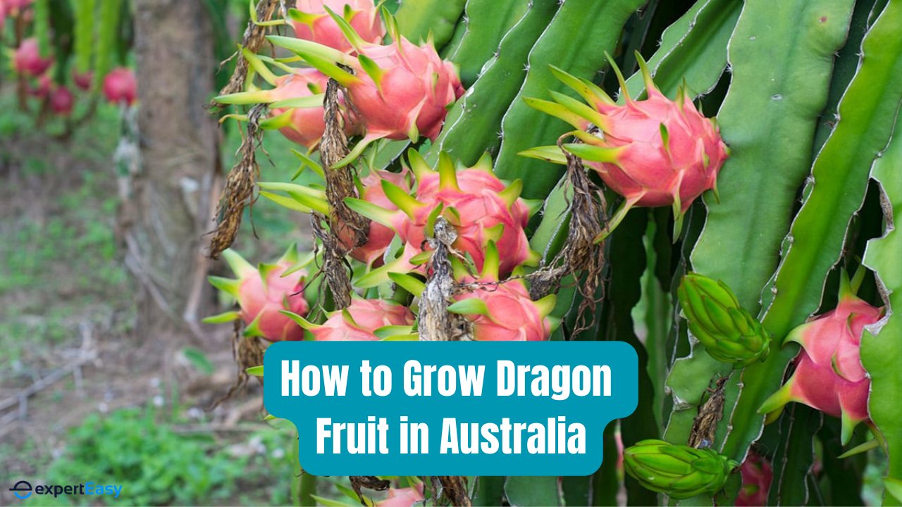 How to Grow Dragon Fruit in Australia A Complete Guide