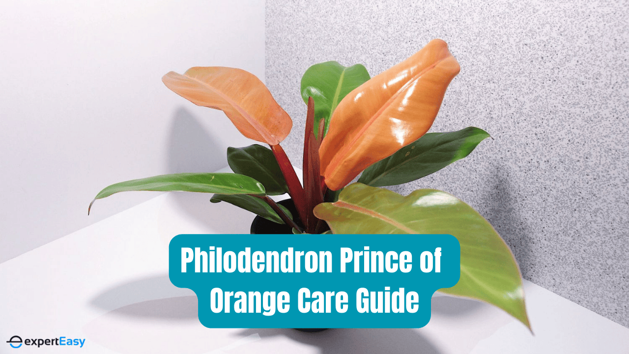 How to Care for the Philodendron Prince of Orange?