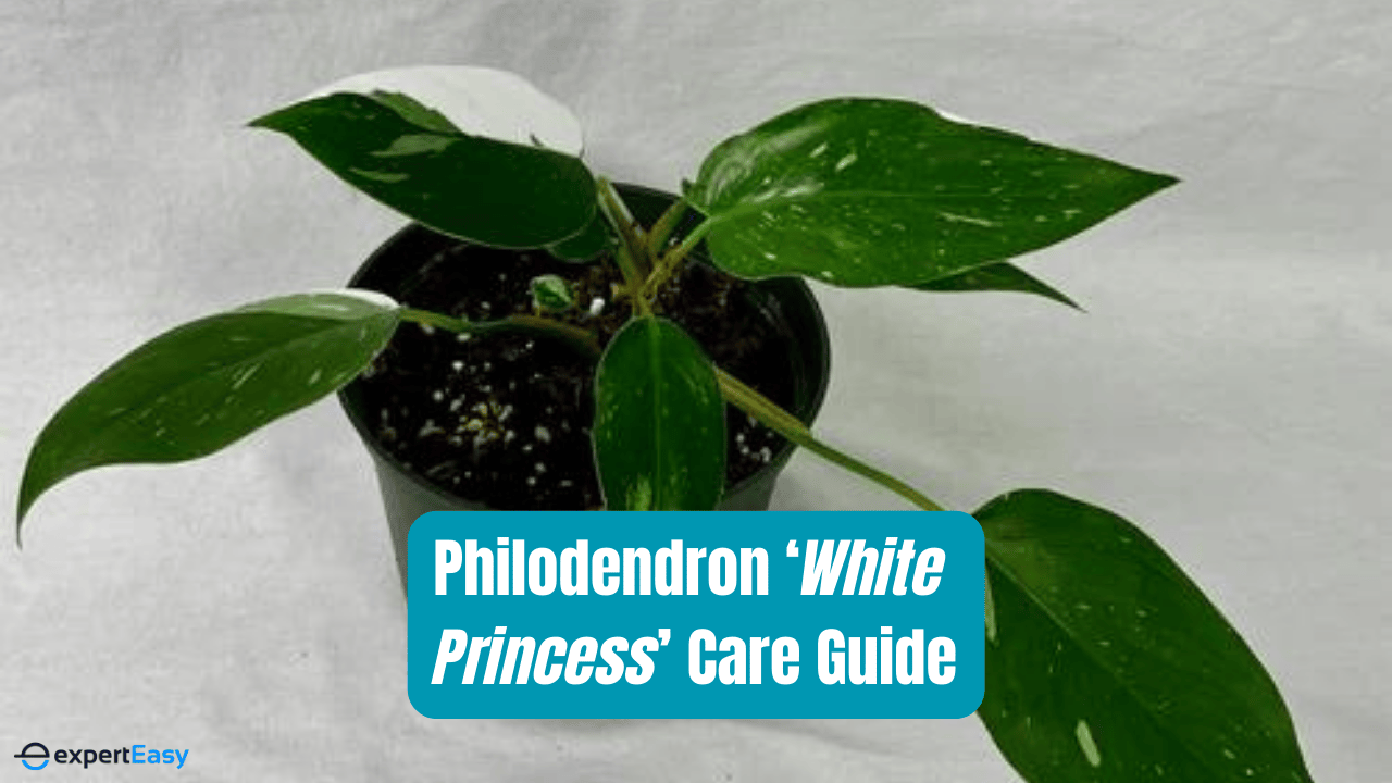 Philodendron ‘White Princess’ Care Guide