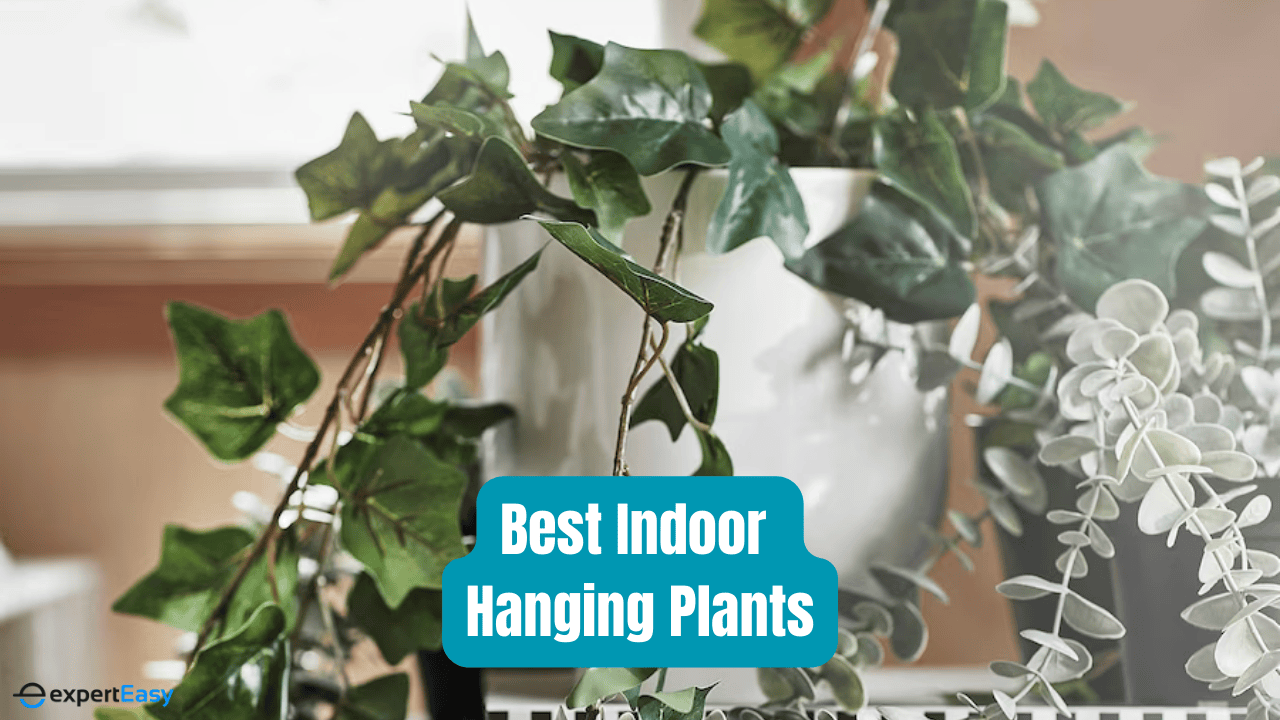10 Best Indoor Hanging Plants: Crafting a Greener, Calmer Living Space