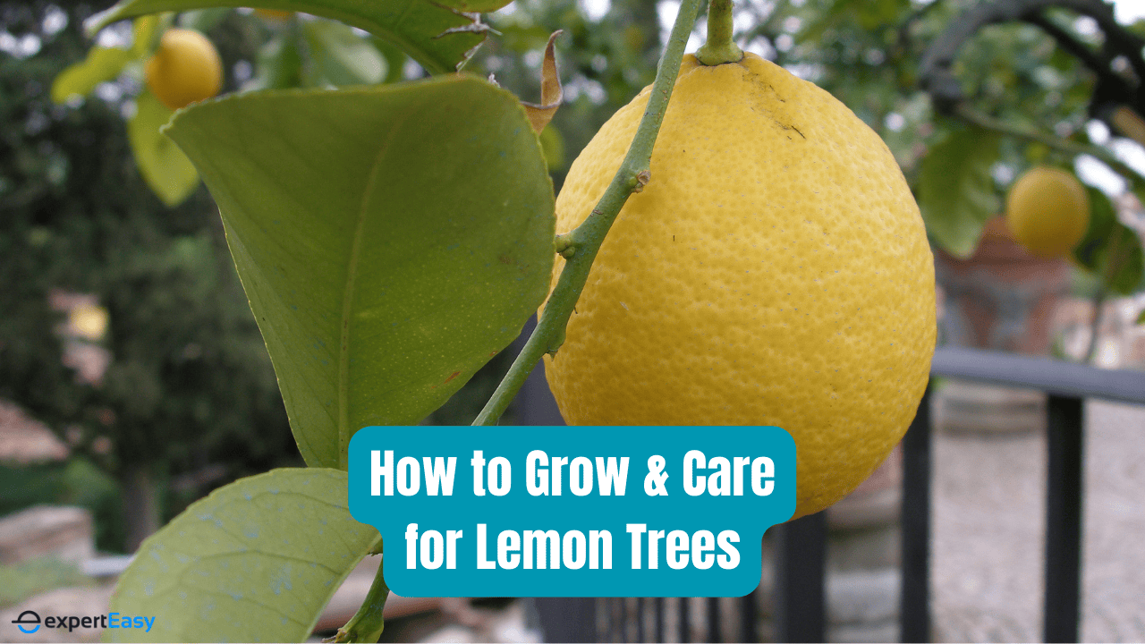 How to Grow and Care for Lemon Trees