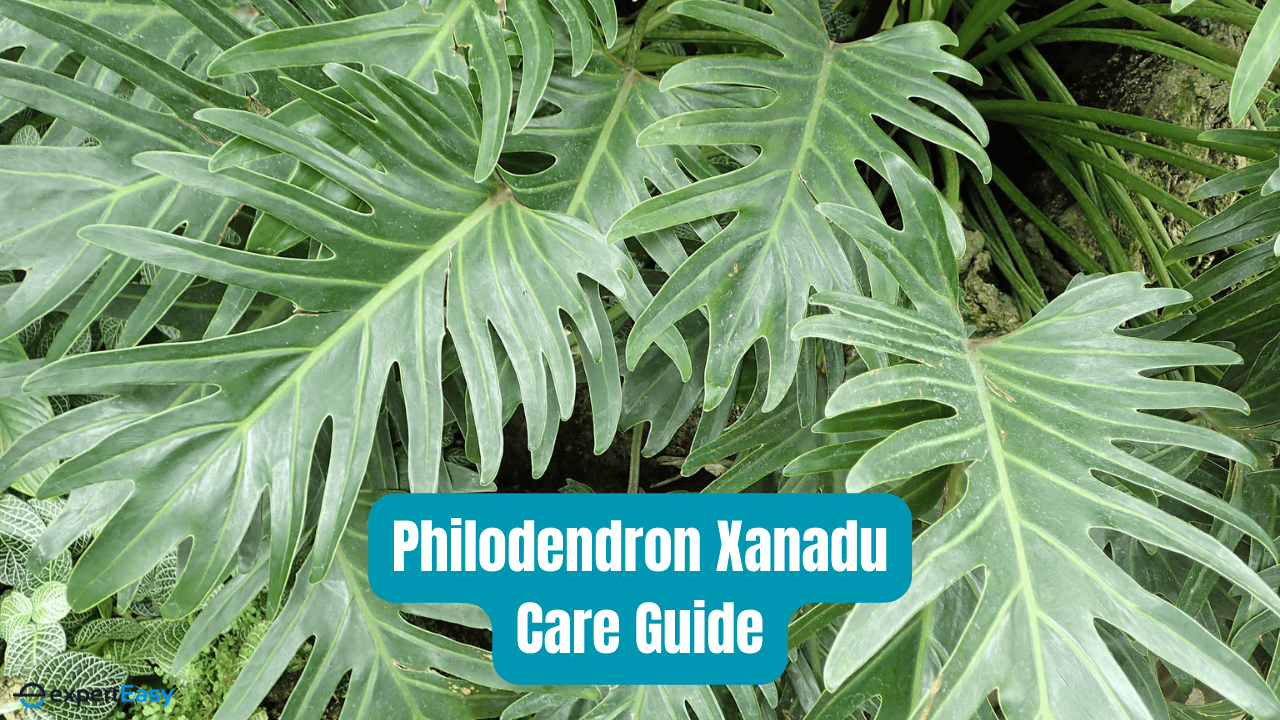 How to Grow and Care for Philodendron Xanadu