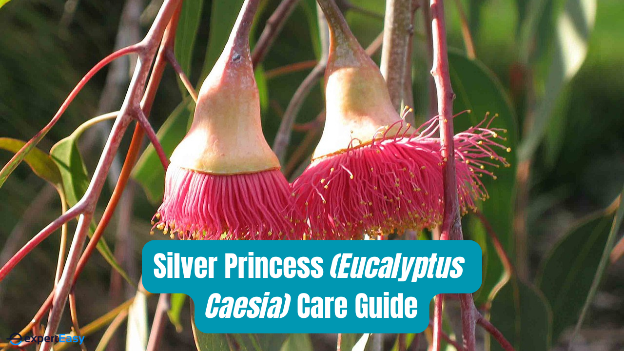 The Silver Princess: Eucalyptus Caesia Care Guide