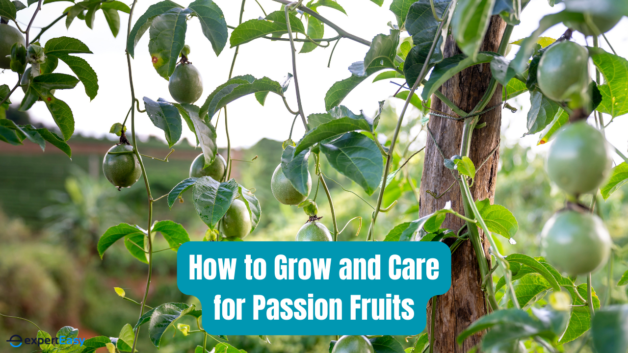 How to Grow and Care for Passion Fruits in Australia