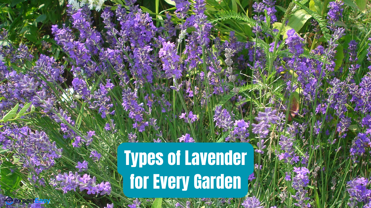 18 Types of Lavender for Every Garden