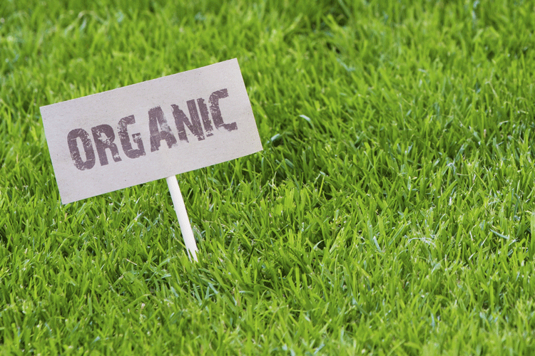 Organic vs Synthetic Lawn Care