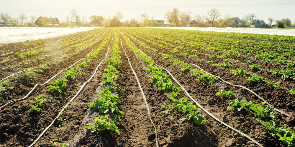 Drip Irrigation: A Basic Guide