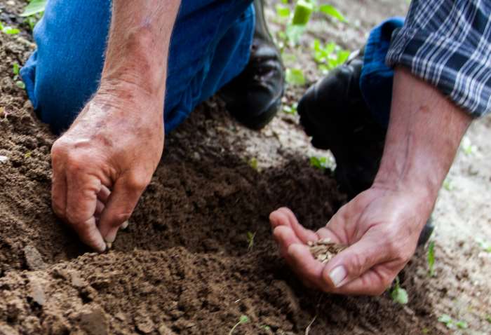 Finding a great local gardener