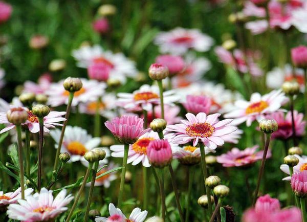 Pest Control for Your Garden: A Quick Guide