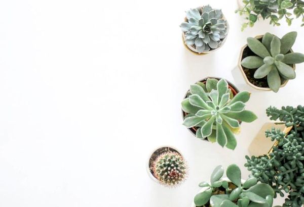 3 Plant-Growing Myths That Need Smashing