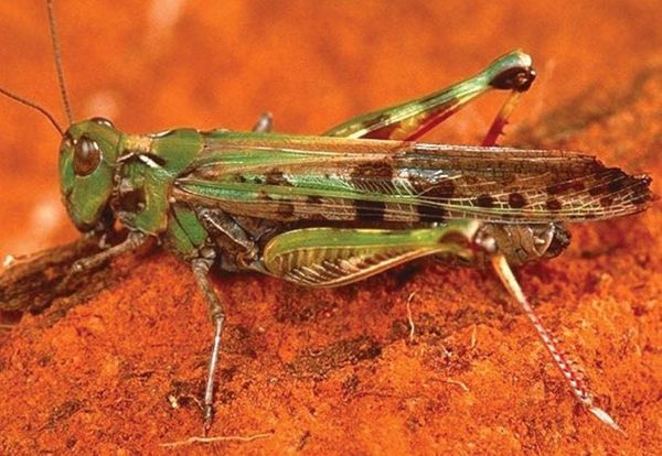 The Most Common Pests You Can Find in Your Garden and How to Deal with Them