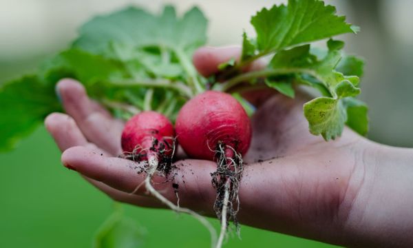 How to Plant a Vegetable Garden