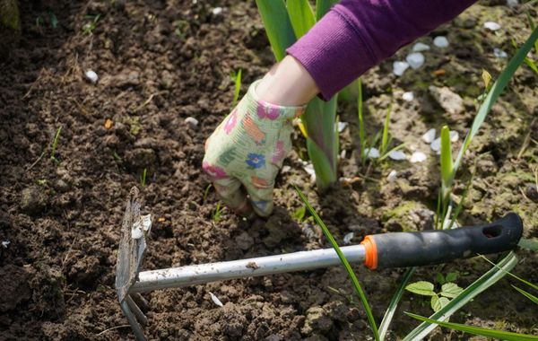 How To Get Rid Of Weeds: 10 Basic Gardening Tips