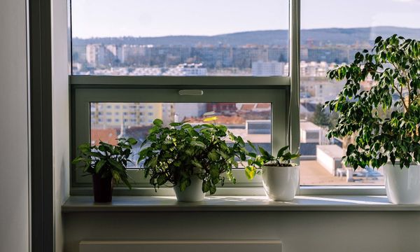 The Best Indoor Plants for Your Home