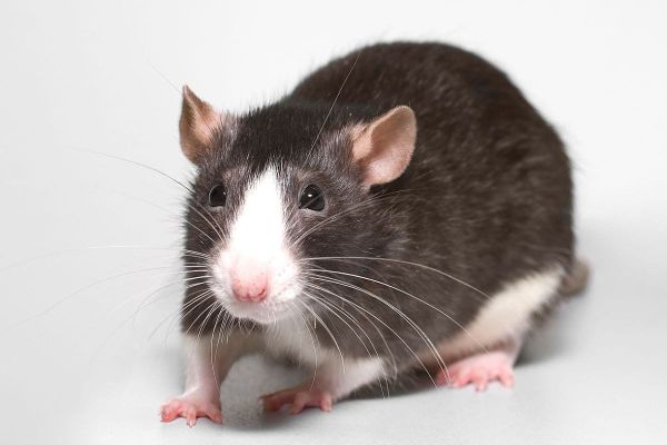 How to prevent rats in your home