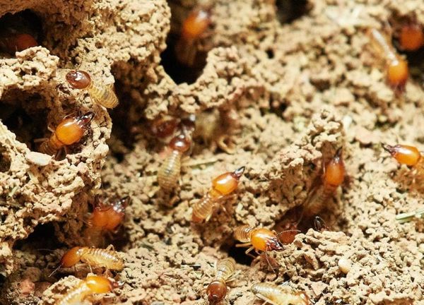 9 Simple Ways To Keep Termites Under Control In Your Yard