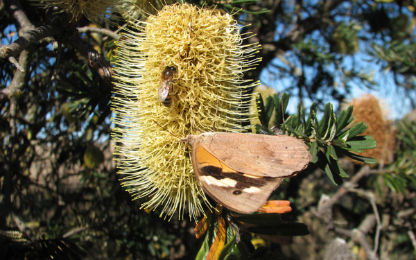A Quick & Easy Guide to Australian Native Trees