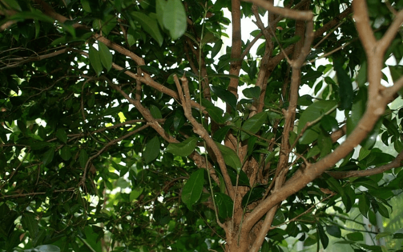 8 FastGrowing Australian Native Trees