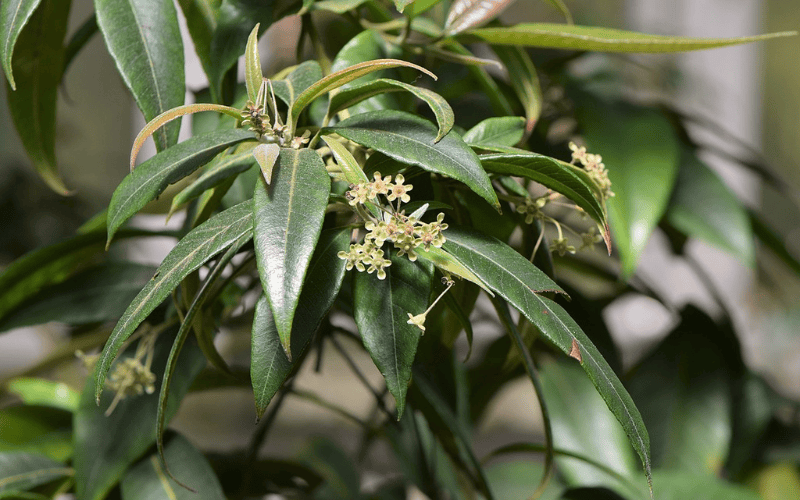 How to Grow and Care for Lemon Myrtle