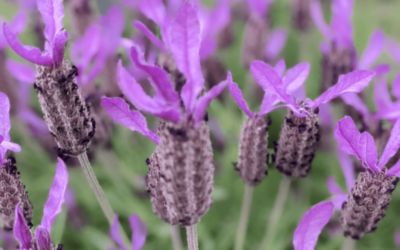 18 Types of Lavender for Every Garden