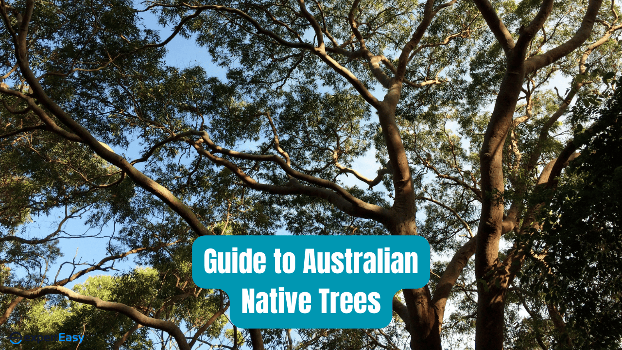 A Quick & Easy Guide to Australian Native Trees