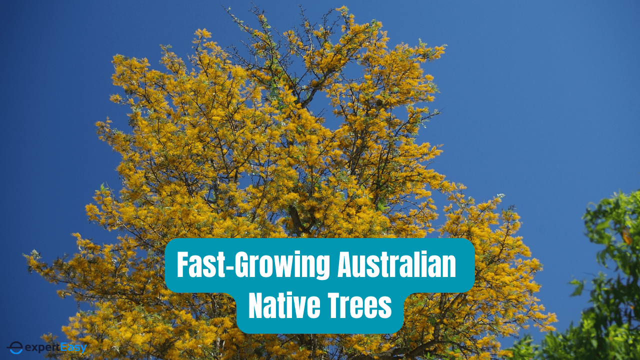 8 Fast-Growing Australian Native Trees